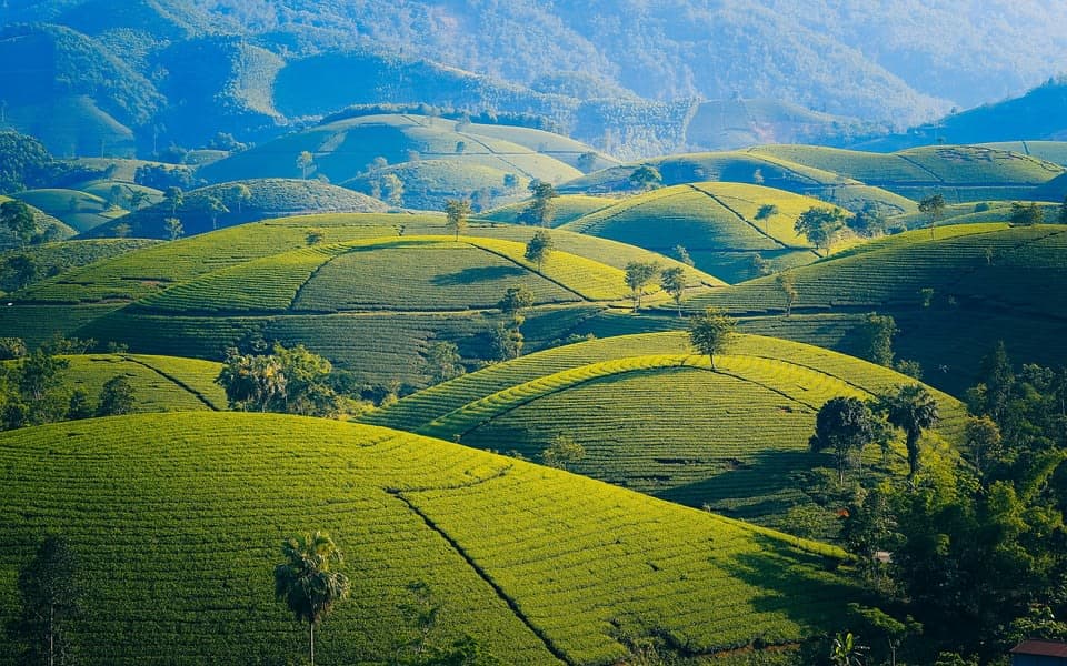 Tân Cương, Thái Nguyên — vùng trà