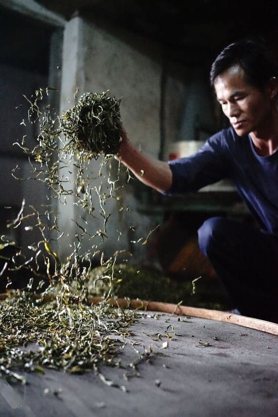 Lá trà và chế biến
