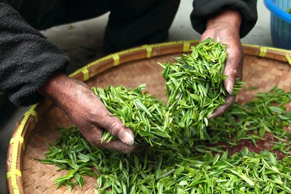 Thu hái chè